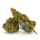 HeavyBuds | Hanfblüte | Amsterdam Kush